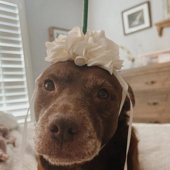 new Dog Halloween costume coffee starbucks headpiece whip cream Frappuccino - Picture 9 of 10